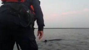 Armada colombiana rescata a ballena encallada cerca a Cartagena