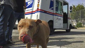 EEUU: 6.775 carteros fueron atacados por perros en 2016
