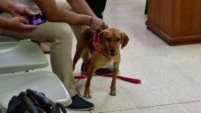 Por primera vez en América Latina un perro asiste a un juicio como víctima de maltrato