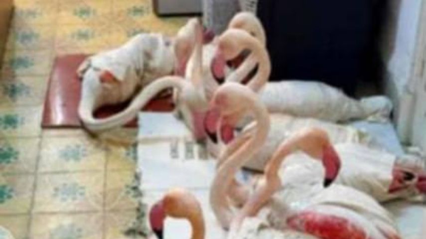 Contrabando de flamencos rosas en Túnez