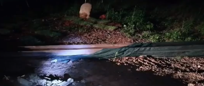 Policía Nacional encuentra 10 vigas en Veraguas