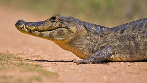 Caimán mata a una mujer en el sur de Estados Unidos.