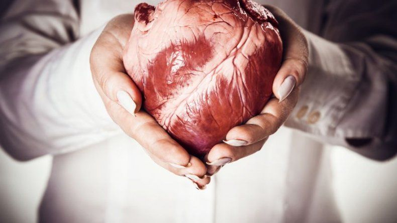 Científicos de EEUU generan un músculo cardíaco a partir de prepucio humano