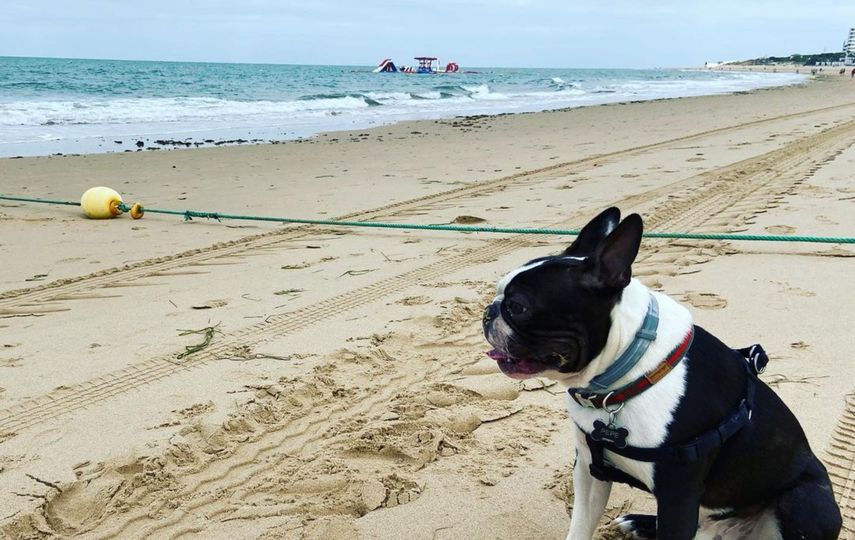 Cuidados de las mascotas en el verano