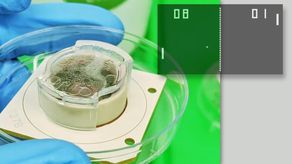 El experimento buscaba descubrir si era posible explotar la inteligencia inherente de las neuronas.