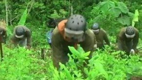 Perú desbanca a Colombia en producción de hoja de coca