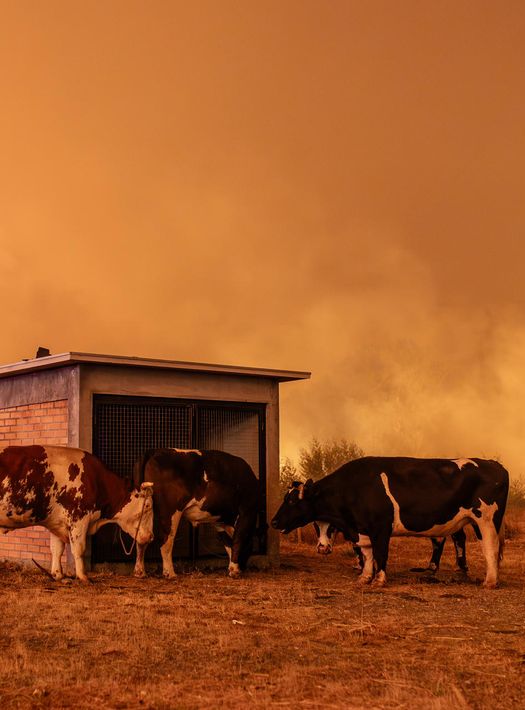 Fotografía de animales cerca a incendios forestales este domingo, en Penco (Chile). Fotografía de animales cerca a incendios forestales este domingo, en Penco (Chile).