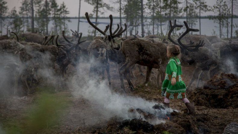 Aumento de sacrificio de renos despierta temores en Siberia