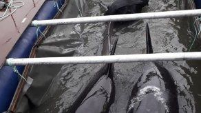 Liberan en Rusia a las últimas orcas hacinadas en estanques