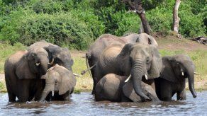 Botsuana levanta la veda a la cacería de elefantes