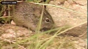 Hantavirus suma nueve casos en Panamá