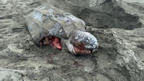 Tortuga baula descuartizada durante desove en playa de Sixaola