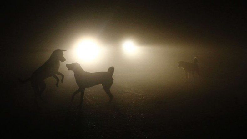 Estudio: Los perros aparecieron por primera vez en Asia