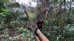 MiAmbiente detecta procesamiento ilegal de madera MiAmbiente detecta procesamiento ilegal de madera