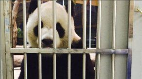 Taiwán: Zoo publica prueba de vida de uno de sus pandas
