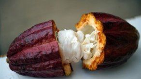 Venezuela produce chocolate de clase mundial