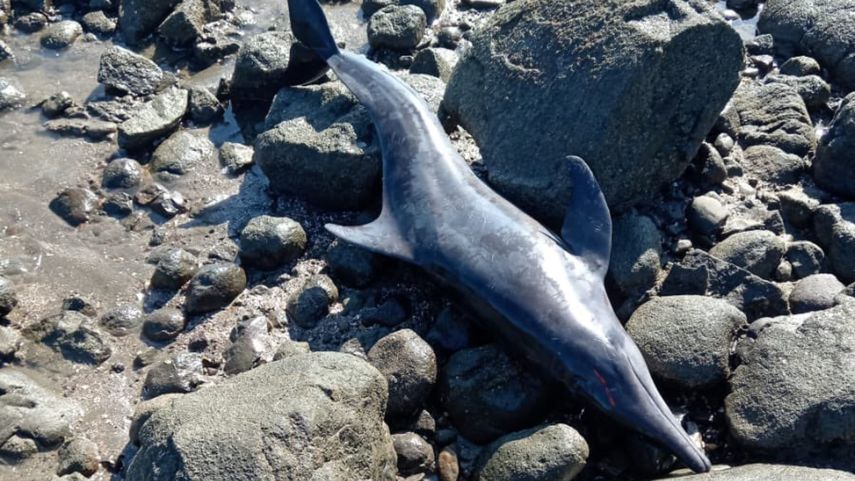 Cuatro delfines quedan varados en Playa La Candelaria en Los Santos.