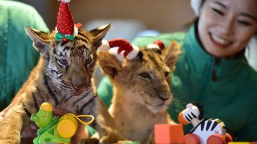 Animales  viven la Navidad