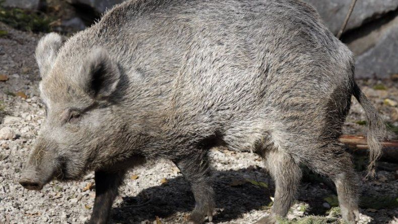Jabalí ataca a empleado de zoológico en Guatemala