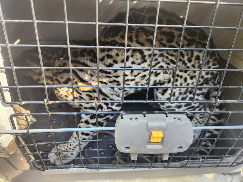 MiAmbiente rescata a ocelote