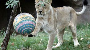 Zoo de Londres alista felinos para el Día Mundial del León