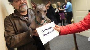 El perro mexicano xoloitzcuintle competirá en EEUU