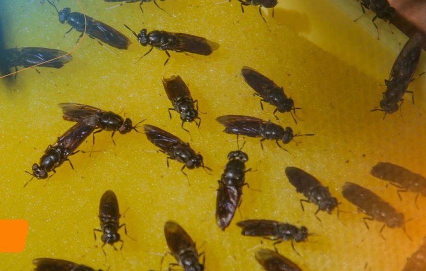 Mosca podría ayudar a reducir los desechos orgánicos en Panamá