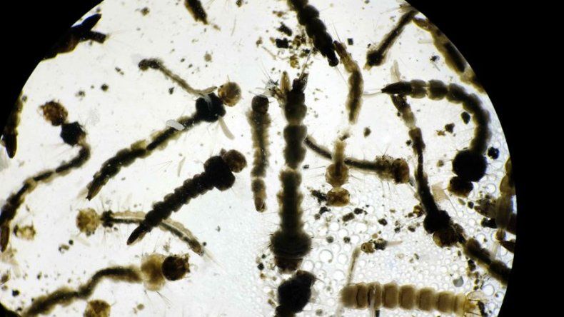 Aumenta la lista de países con alerta de viajes por riesgo de contagio zika