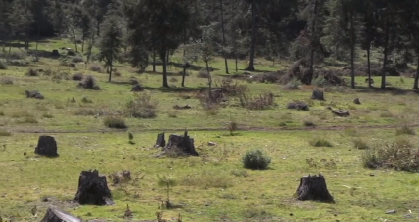 México es uno de los países mayormente afectados por la tala.