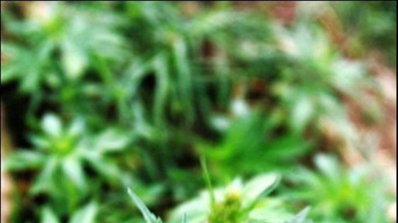 Sembradores de marihuana de Bella Vista sentenciados