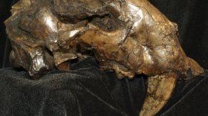 Descubren fósiles de tigre dientes de cimitarra