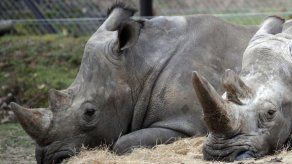 París: Muerte violenta de rinoceronte alerta a los zoos