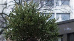 Elefantes se dan un festín con árboles de Navidad