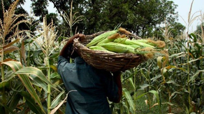 MIDA. Productores de maíz MIDA. Productores de maíz