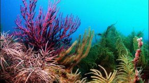 Exaltan microalgas en el desarrollo del sistema neuronal