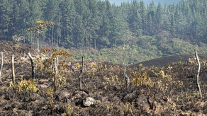 Incendio forestal en La Yeguada es contenido Incendio forestal en La Yeguada es contenido