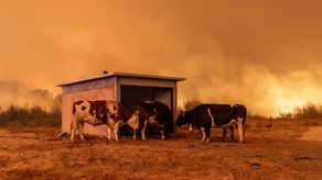 Fotografía de animales cerca a incendios forestales este domingo, en Penco (Chile).