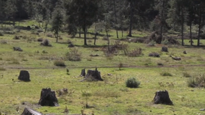 México es uno de los países mayormente afectados por la tala.
