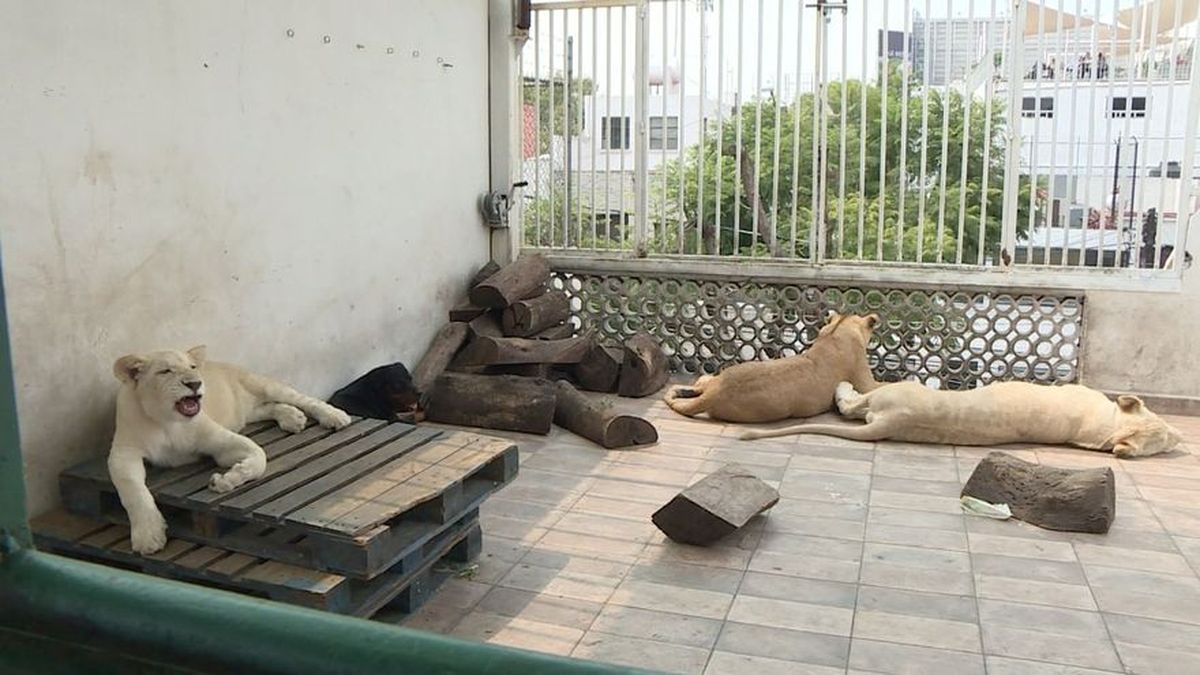 Rugidos de leones causan pánico en vecinos de un barrio de Ciudad de México