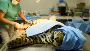 Operado en zoológico el último jaguar macho de El Salvador