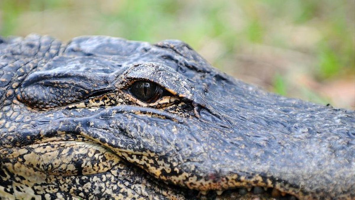 MiAmbiente señalizará áreas donde habitan cocodrilos tras ataque de reptil  a menor en Coclé