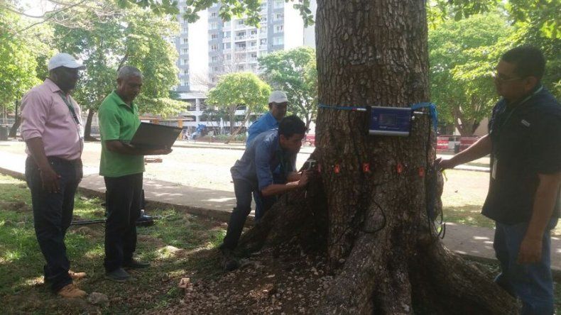 Estado interno de árboles en Vía Argentina es evaluado mediante tomografía sónica