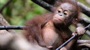 Casi 150.000 orangutanes han muerto en 16 años en Borneo