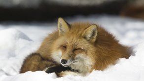 Sitios turísticos que son dominados por animales