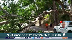 Cae árbol en Arraiján.