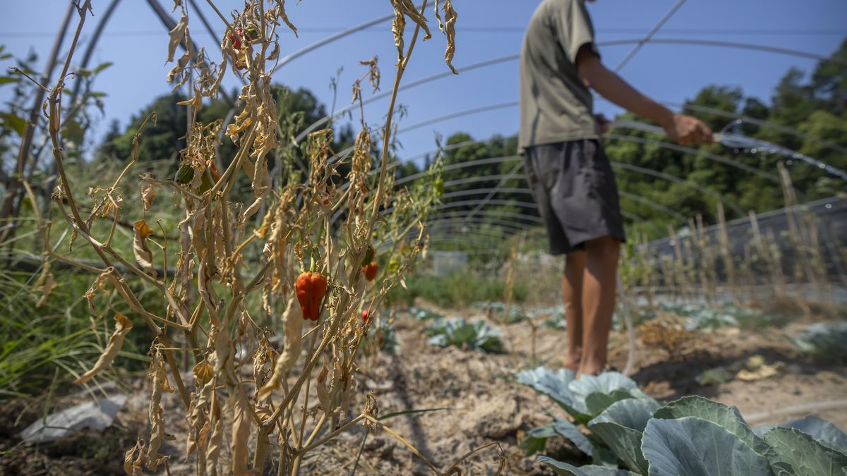 Las condiciones secas desde las zonas más pobladas del este de China hasta las provincias agrícolas han empeorado significativamente, según meteorología.