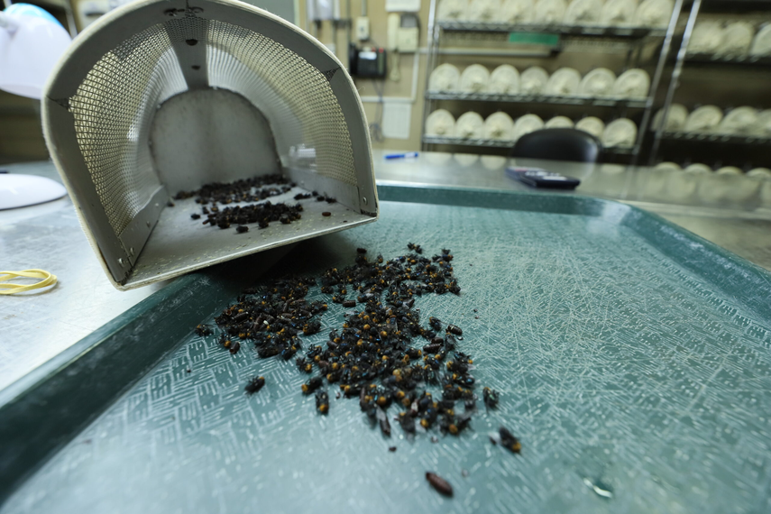 Aumentarán producción de moscas estériles en Panamá