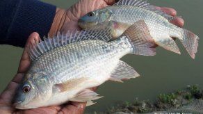 FAO alerta por virus de la tilapia