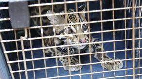 MiAmbiente pide a la población no tomar esta presunto ataque como justificación para perjudicar a estos animales. MiAmbiente pide a la población no tomar esta presunto ataque como justificación para perjudicar a estos animales.