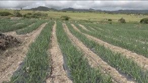 Plasticultura: la nueva tecnología agrícola que implementan los productores chiricanos